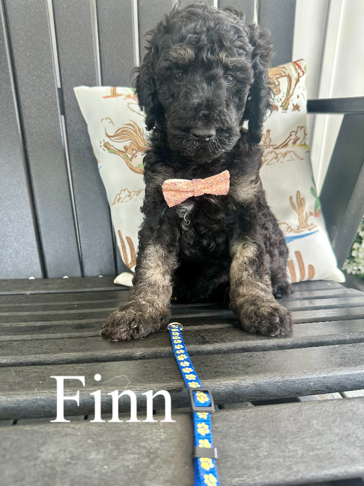 Finn (Blue collar) 1